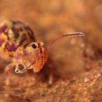 Globular Springtail preening 